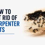 Bugs That Look Like Flying Termites: Identify the Difference